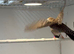 Breeding pair of cherry finches