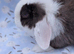 Choc split mini lop buck