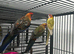 Stunning Rosella & Pennants