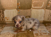 Jack Russells