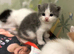 5 Beautiful Kittens for Rehoming