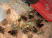 75 Japanese (Jambo) Quails chicks available