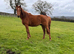Pre x TB Colt