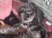 Gorgeous mini / toy poodle puppies