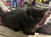 Mixed breed kittens