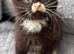 Gorgeous boy kittens