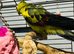 Baby rock pebbler parrot for sale