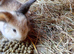 2 x baby rabbits