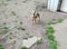 Adult female jack Russell