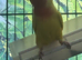 Love birds
