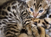 Bengal kittens