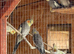 Cockatiels. This years 10-14 weeks