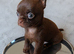 Tiny Chocolate smooth coat Chihuahua babies