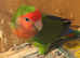 Male lovebird