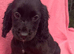 Cocker spaniels