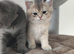 TICA reg British golden chinchilla
