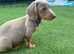 Adorable Dachshund Puppies Ready for Their Forever Homes!