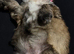 Beautiful 8 week old female shihtzu