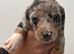 Stunning dachshund whippet mix