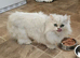 Persian mixed kittens x 3 boys