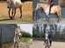 Rusty Springs 16hh Rose grey