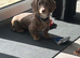 PET ONLY! Mini dachshund