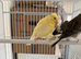 2 males and 2 young canaries 2026
