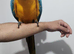 Super silly tame blue gold macaw .