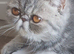 BLUE TABBY, Exotic Female