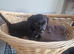 Jack russel x labrador
