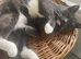 Very Affectionate Grey and White male cat