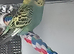 3 baby budgies 8/10 weeks old