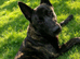 Dutch herder Puppy