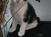 Beautiful kittens