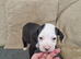 2 beautiful pups looking for their forever home