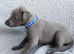 KC registered- True to type whippets