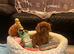 Cavapoo boy