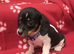 Rare and unique piebald miniature dachshund pups