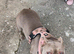 Staffy cross pocket bully re homing