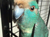 Blue pied kakarikis