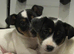 TWO BEAUTIFUL PUPPIES LOOKING FOR THEIR FOREVER HOMES