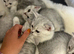 Stunning Shorthair Kittens