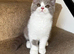 British shorthair kittens