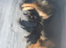 Kc reg German shepherd pups
