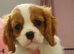 Kc Reg Cavalier King Charles Spaniel puppies