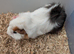 Adorable baby Guinea pigs for sale.