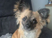 Long haired chihuahua age 13months stud