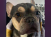 Female French bulldog
