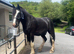 Shire for sale