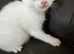 Beautiful white male kitten